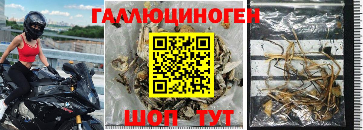 Псилоцибиновые грибы Psilocybe Нижнекамск